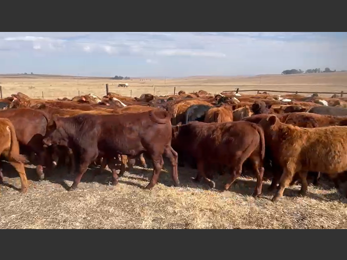 Weaners 