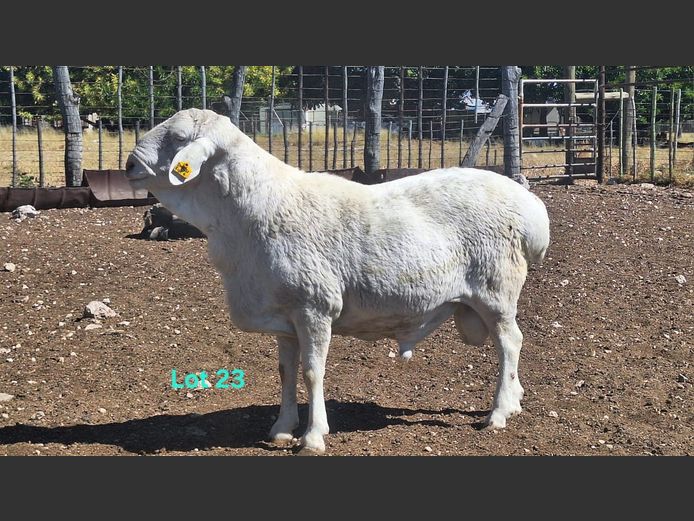 Doc 32 | Neels Coetzee Stud