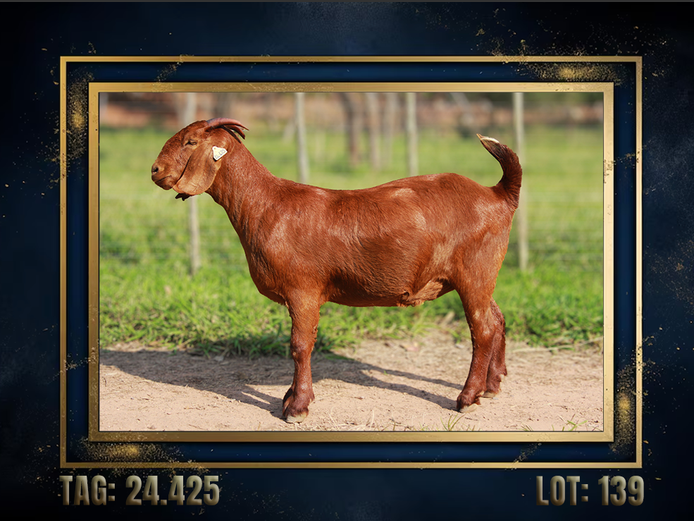 157240425 | CMLW Kalahari red stoet