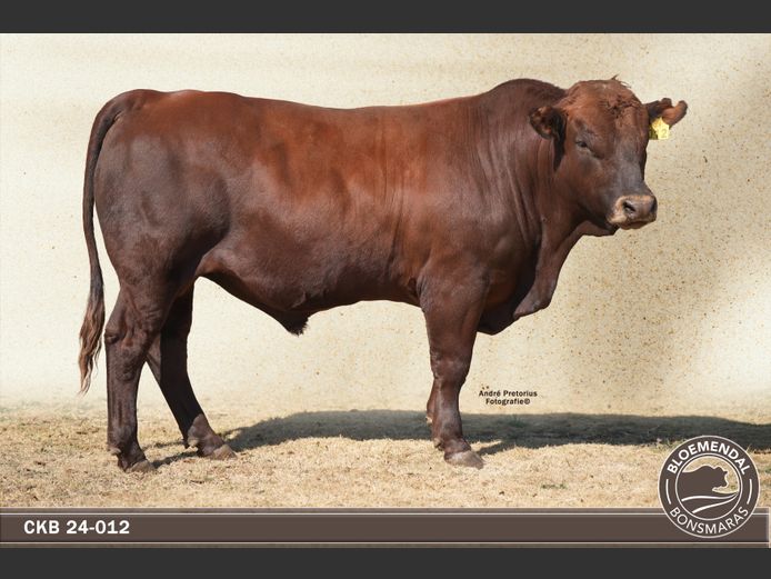 CKB 240012 | CHRIS KRUGELL BLOEMENDAL