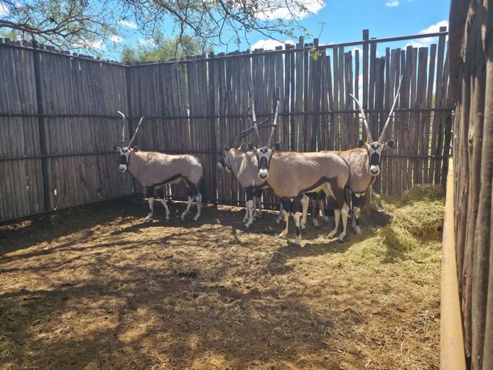 GEMSBOK