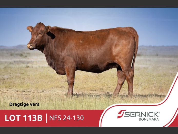 NFS 240130 | SERNICK BONSMARA STOET