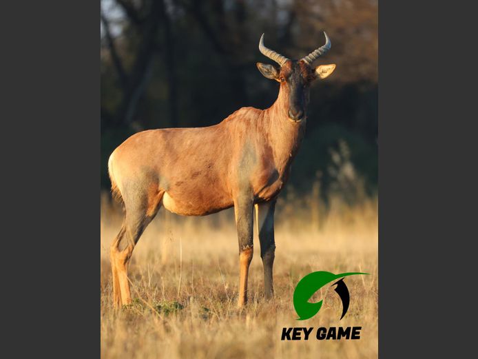 TSESSEBE | KEY GAME