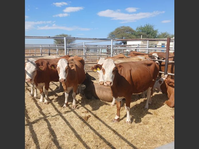 COWS | DOLL FARMING PREMIUM AUCTION