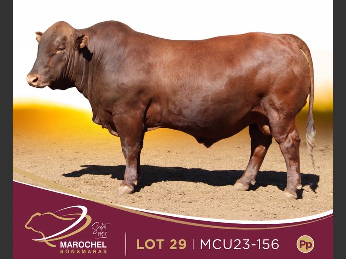 MCU 230156