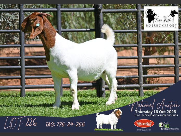 776-24-266 | Casper Byleveld (Nico Botha Boerbokstoet)