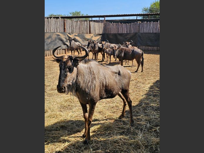 BLUE WILDEBEEST | NYLSVLEI