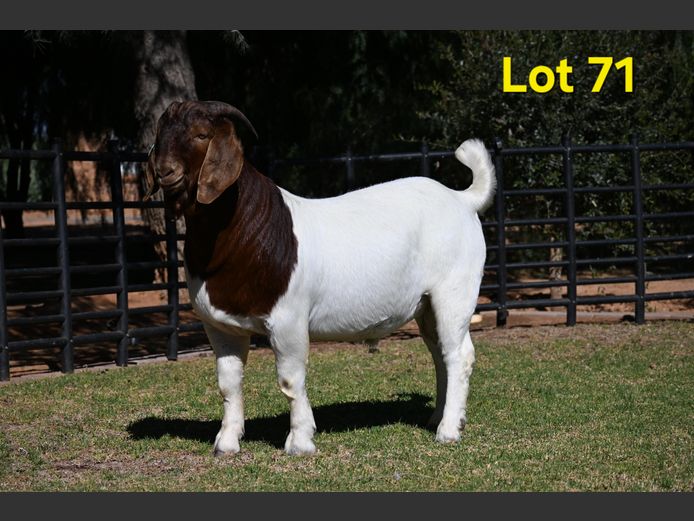 776-25-259 | Nico Botha Boerbokstoet