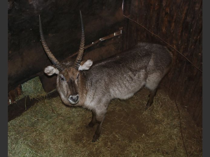 Waterbok