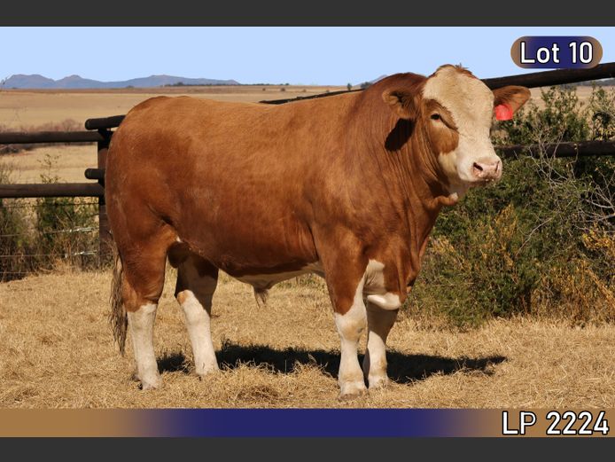 LP2224C | MARATANA BOERDERY 
