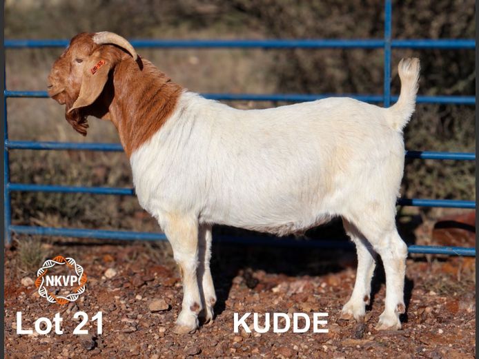 1093250007 | DK BOERDERY