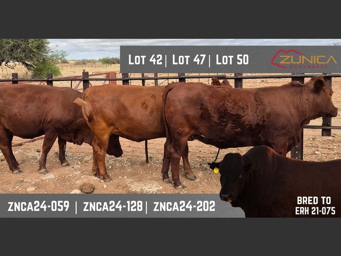 ZNCA240059P | N.J. VAN HEERDEN