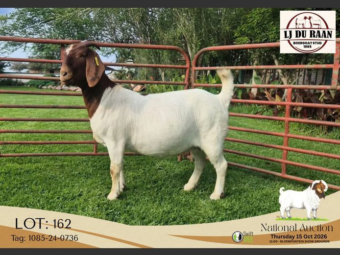 1085-24-0736 | L J du Raan Boerbokstoet