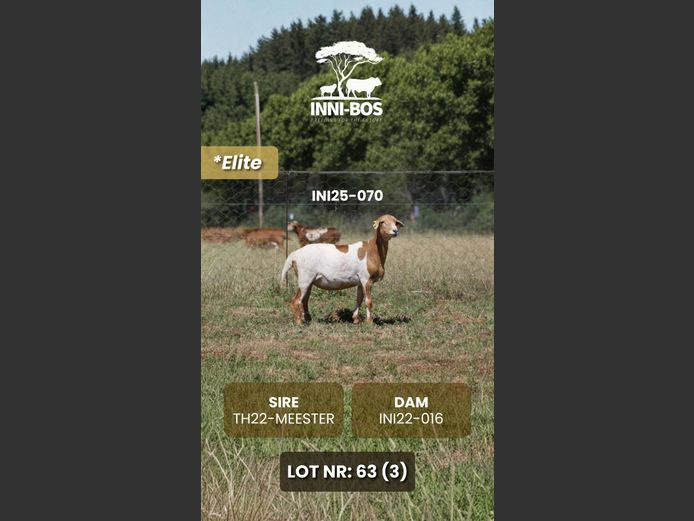 INI25-070 *Elite