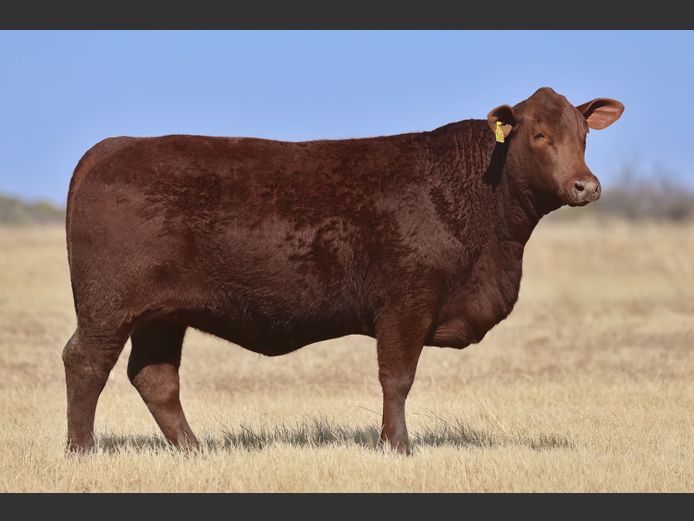 VV  230145 | T. DE JAGER