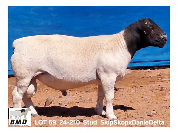 24-210 | BROER MARITZ DORPERS