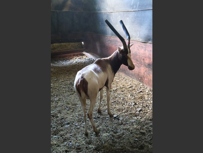 SAALRUG BLESBOK | BRUMMERSDAM