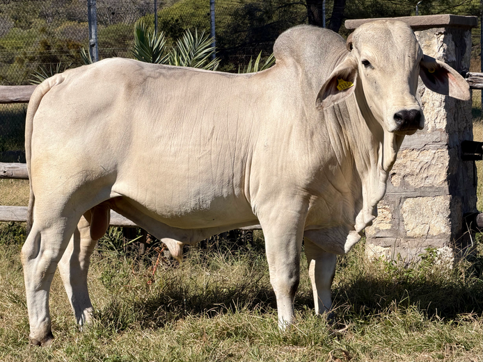 22-0429KU | KUPFERBERG BRAHMAN