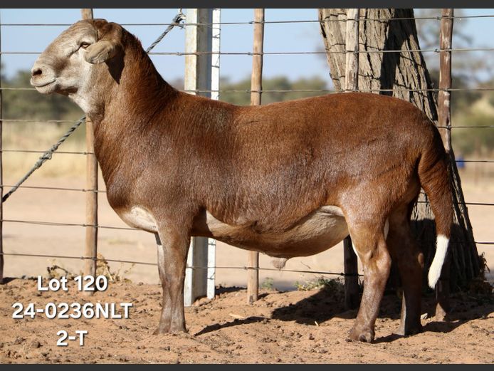 24-0236NLT | LEKWATER MEATMASTER STUD