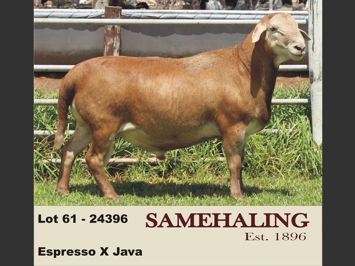 24396-SAM | SAMEHALING MEATMASTERS