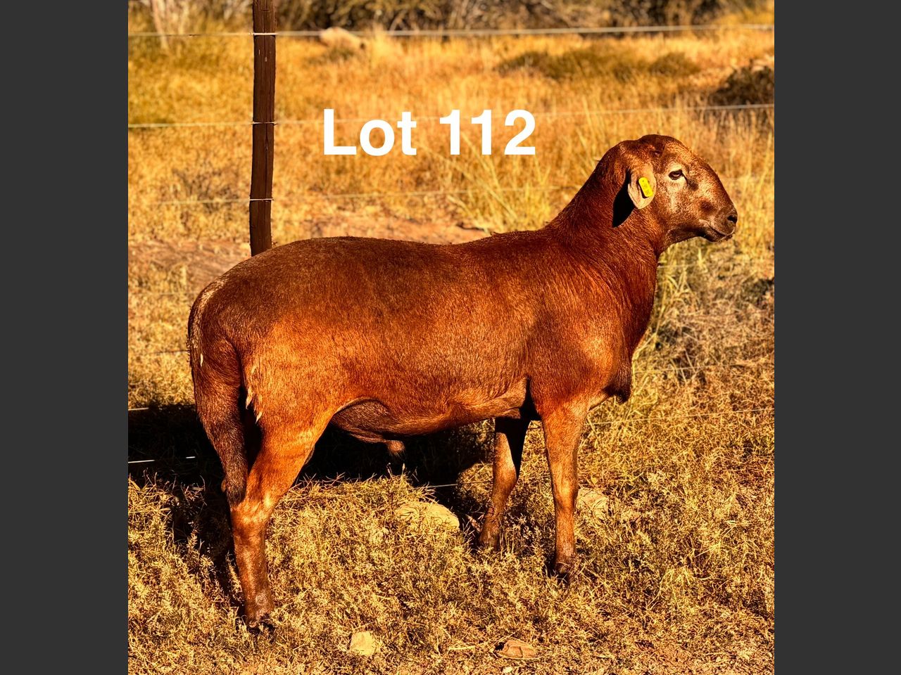 images