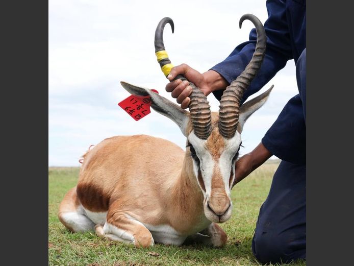 Damara Springbok Ram