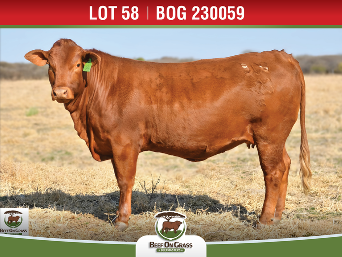 BOG 230059 | BEEF ON GRASS PTY LTD