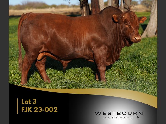 FJK 230002 | WESTBOURN BONSMARAS