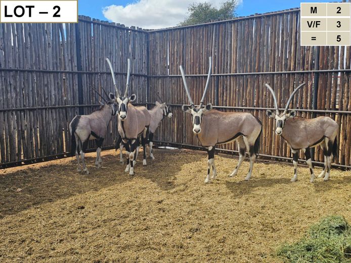 Gemsbok | Hanley