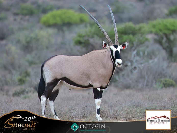 46 6/8" Oryx Bull "Sultan"