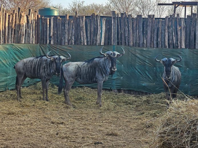 BLUE WILDEBEEST | DAGBREEK