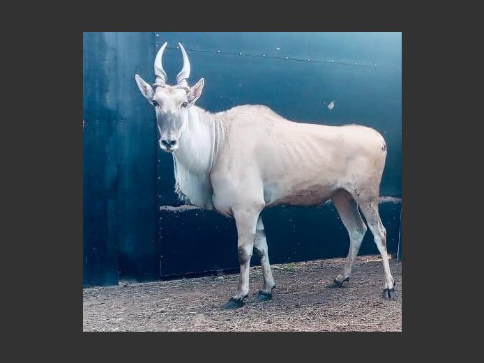 Eland Bul