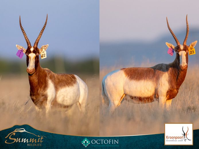 15"+ SADDLEBACK BLESBOK EWES ILT 19 2/8" "MAVERICK"