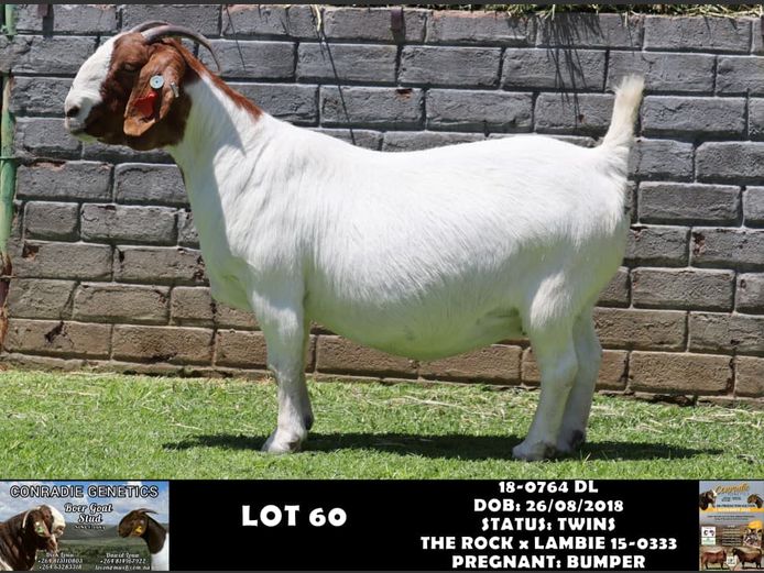 18-0764 DL | DAWID LOUW