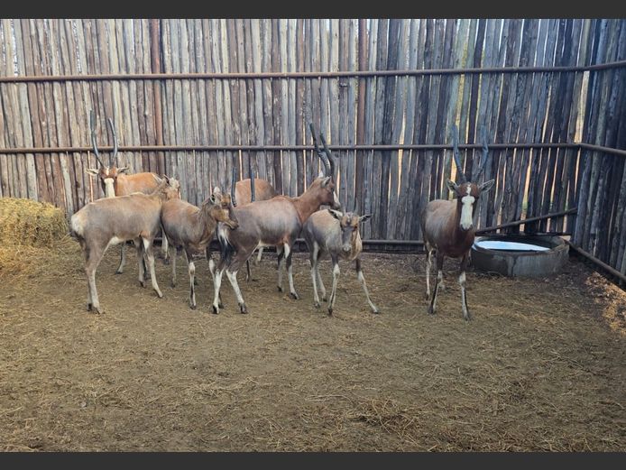 BLESBOK | NYLSVLEI