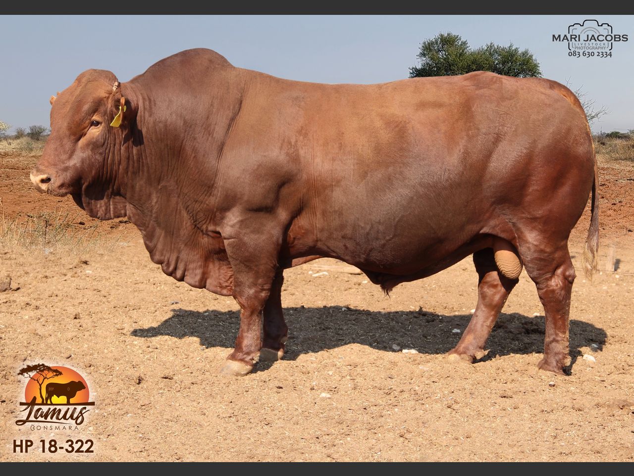 lot-10-lamus-bonsmara-6th-production-sale-swiftvee-south-africa-s