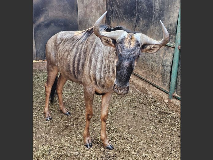BLUE WILDEBEEST | W. KLOPPERS