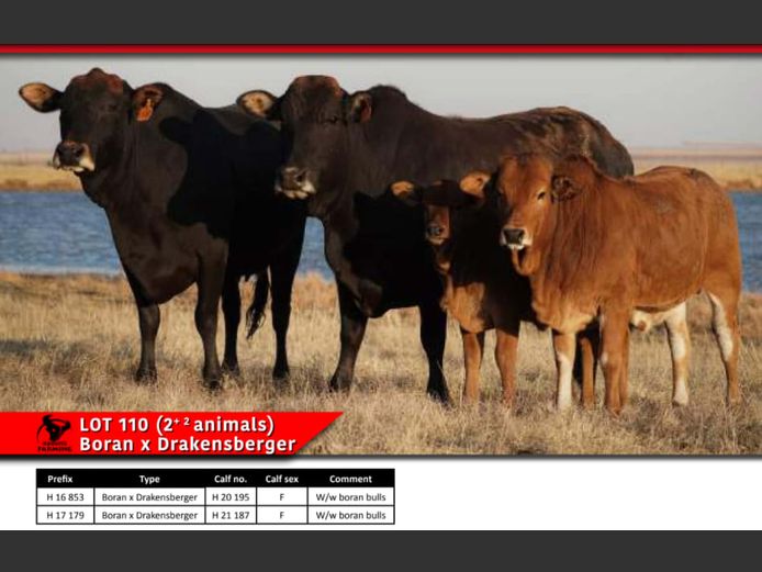 BORAN x DRAKENSBERGER COWS