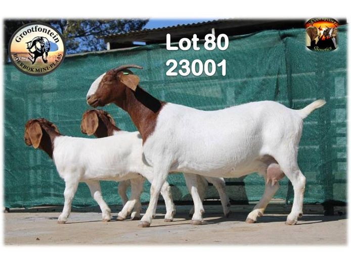 1351230001 | GROOTFONTEIN BOERBOK