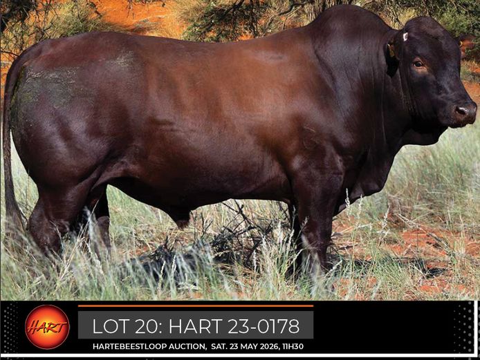 HART230178HH(c) | HARTEBEESTLOOP BONSMARA