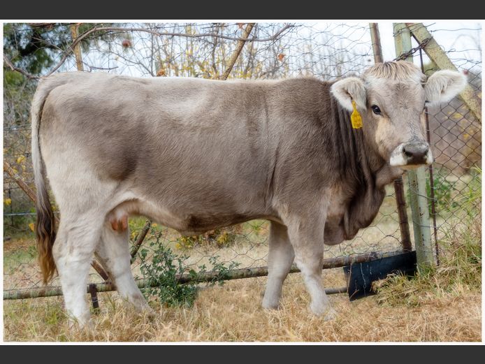 JC 210012 | JC BRAUNVIEH STUD