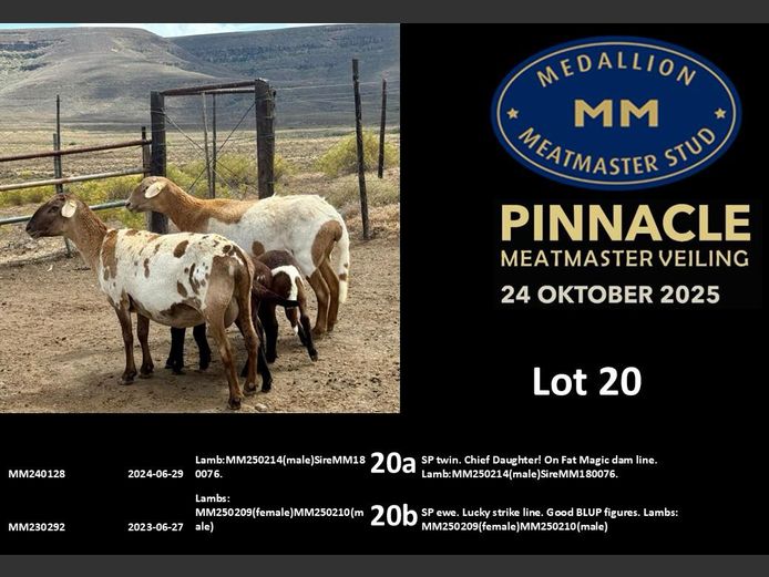 MM  240128 | MEDALLION MEATMASTER STOET