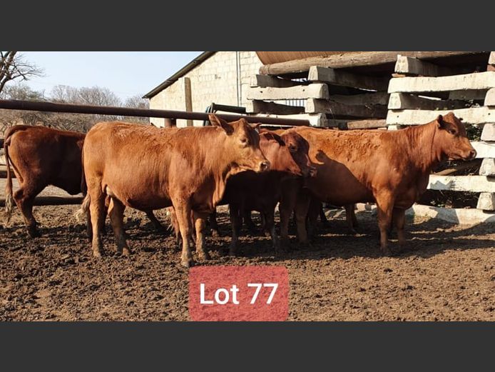 Heifers in Calf