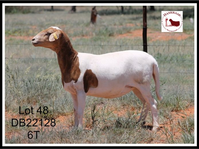 DB22128 | DANKBAAR MEATMASTERS