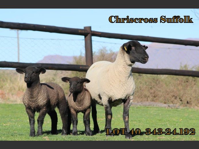 343 240192 | CHRISCROSS SUFFOLKS