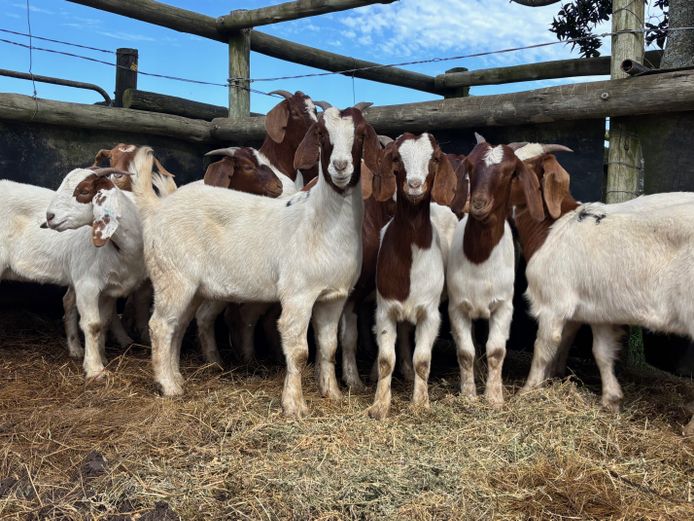 Commercial Ewes | SE Greeff