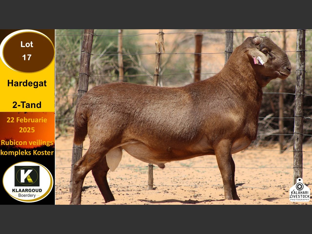 Lot 17 | KALAHARI KAROO MEATMASTER 36STE PRODUKSIEVEILING | SwiftVEE ...