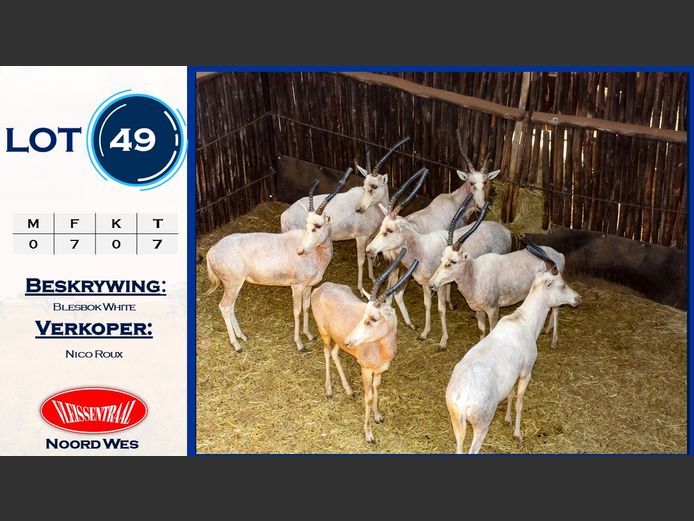 Blesbokke White