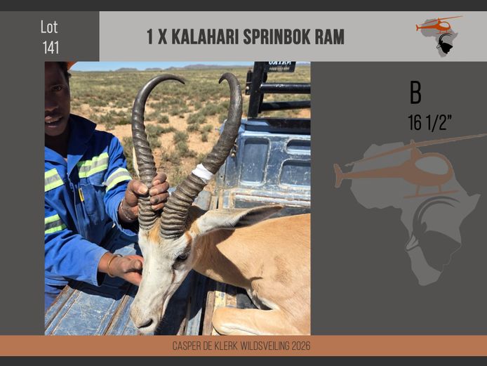 Kalahari Springbuck (16 1/2")