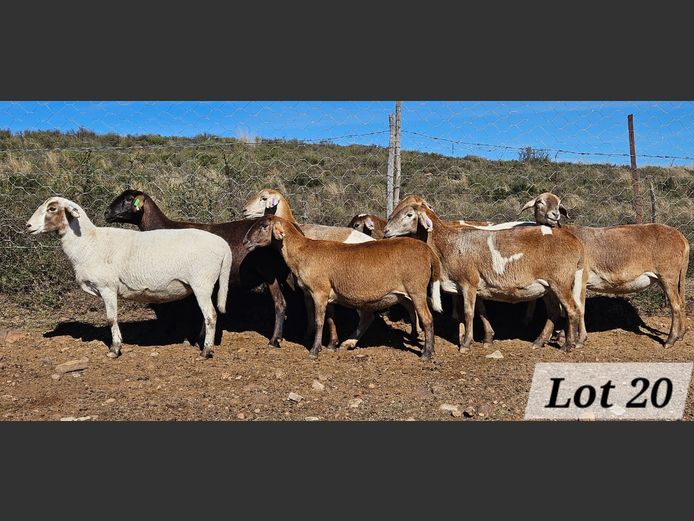 Ewes | Ben Tson